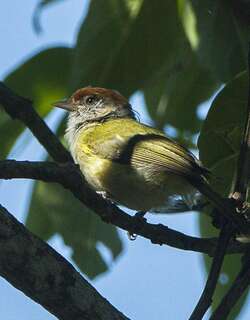 灰眼绿莺雀 / Grey-eyed Greenlet / Hylophilus amaurocephalus