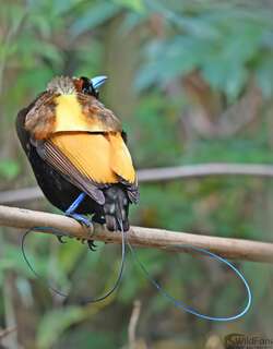 丽色极乐鸟 / Magnificent Bird-of-paradise / Diphyllodes magnificus