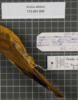 白眼先黄鹂 / White-lored Oriole / Oriolus albiloris