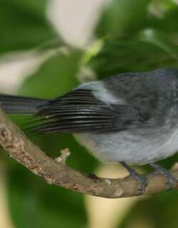 非洲凤头鹟 / Blue-mantled Crested Flycatcher / Trochocercus cyanomelas