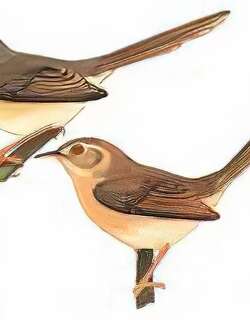 褐头鹪莺 / Plain Prinia