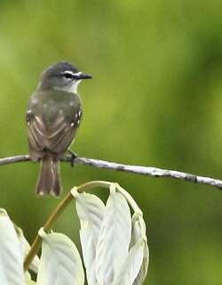 白眼先小霸鹟 / White-lored Tyrannulet / Ornithion inerme
