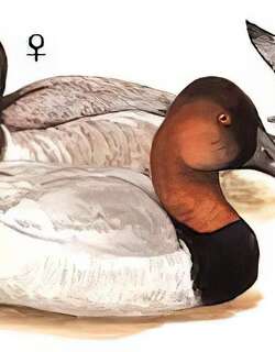 帆背潜鸭 / Canvasback / Aythya valisineria