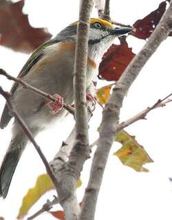 栗胁鵙雀 / Chestnut-sided Shrike-Vireo / Vireolanius melitophrys