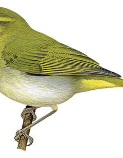 劳氏柳莺 / Laura’s Woodland Warbler / Phylloscopus laurae