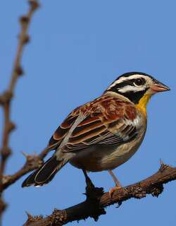 金胸鹀 / Golden-breasted Bunting / Emberiza flaviventris