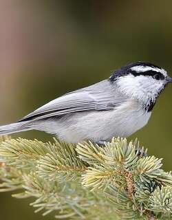北美白眉山雀 / Mountain Chickadee / Poecile gambeli