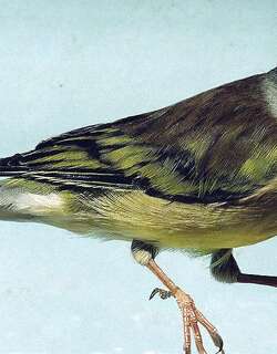 科西嘉黄丝雀 / Corsican Finch / Carduelis corsicana