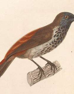红腰穗鹛 / Chestnut-rumped Babbler / Stachyris maculata