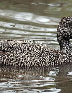 澳洲斑鸭 / Freckled Duck / Stictonetta naevosa