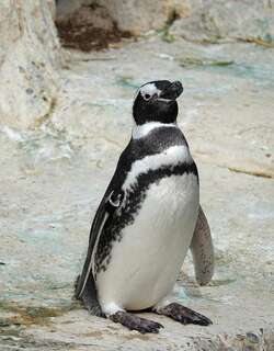南美企鹅 / Magellanic Penguin / Spheniscus magellanicus