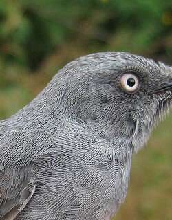 白眉山鹪莺 / Sierra Leone Prinia / Schistolais leontica
