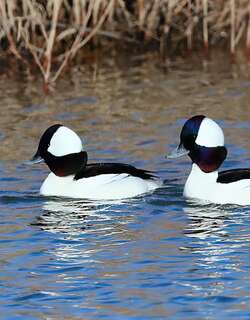 白枕鹊鸭 / Bufflehead / Bucephala albeola