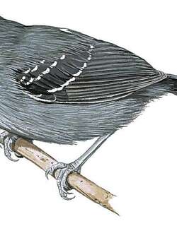 里约蚁鸟 / Rio de Janeiro Antbird / Cercomacra brasiliana