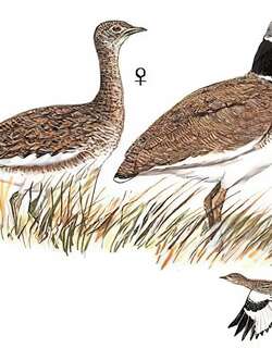 小鸨 / Little Bustard / Tetrax tetrax