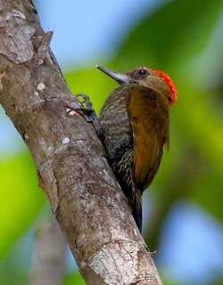 红晕啄木鸟 / Red-stained Woodpecker / Veniliornis affinis