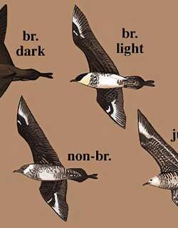 中贼鸥 / Pomarine Jaeger / Stercorarius pomarinus