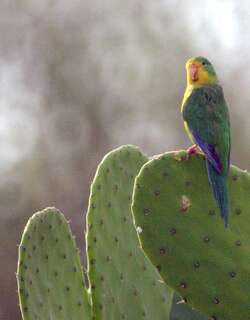 山鹦哥 / Mountain Parakeet / Psilopsiagon aurifrons