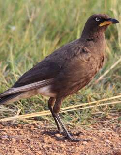 非洲丽椋鸟 / Pied Starling / Lamprotornis bicolor
