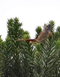 南美针尾雀 / Araucaria Tit-Spinetail / Leptasthenura setaria
