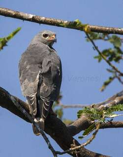 食晰鵟 / Lizard Buzzard / Kaupifalco monogrammicus