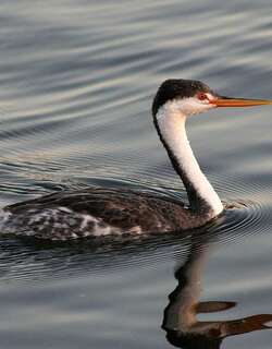 克氏䴙䴘 / Clark’s Grebe / Aechmophorus clarkii