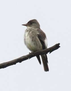 绿胁绿霸鹟 / Olive-sided Flycatcher / Contopus cooperi