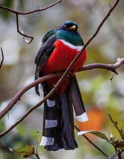 高山美洲咬鹃 / Mountain Trogon / Trogon mexicanus