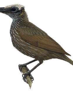 摩鹿加吮蜜鸟 / White-streaked Friarbird / Melitograis gilolensis