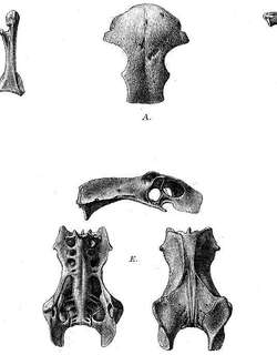 罗岛角鸮 / Rodrigues Owl / Mascarenotus murivorus