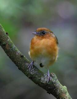 塞州食蚊鸟 / Ceara Gnateater / Conopophaga cearae