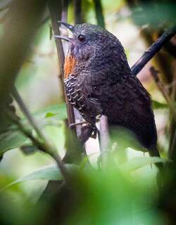 锈喉鹩鹛 / Rusty-throated Wren-Babbler / Spelaeornis badeigularis