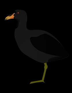 角骨顶 / Horned Coot / Fulica cornuta