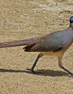 红顶马岛鹃 / Red-capped Coua / Coua ruficeps