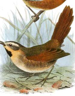褐颊针尾雀 / Ochre-cheeked Spinetail / Synallaxis scutata