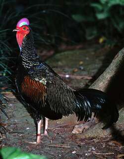 绿原鸡 / Green Junglefowl / Gallus varius