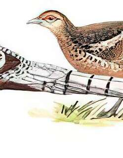 黑颈长尾雉 / Mrs. Hume’s Pheasant / Syrmaticus humiae