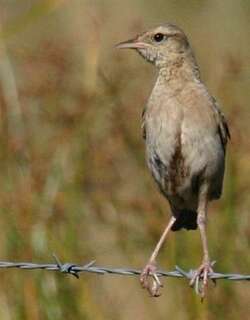 褐鹨莺 / Brown Songlark / Cincloramphus cruralis