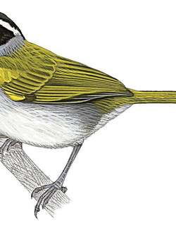 旧金山金肩雀 / Sao Francisco Sparrow / Arremon franciscanus