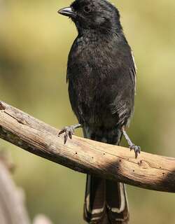 南黑山雀 / Southern Black Tit / Melaniparus niger