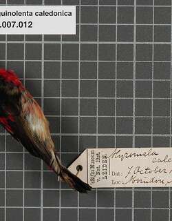 新喀摄蜜鸟 / New Caledonian Myzomela / Myzomela caledonica