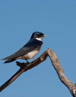 珠胸燕 / Pearl-breasted Swallow / Hirundo dimidiata