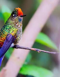 彩须尖嘴蜂鸟 / Rainbow-bearded Thornbill / Chalcostigma herrani