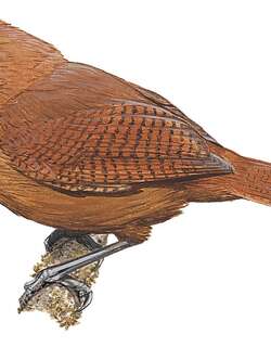 棕褐鹪鹩 / Peruvian Wren / Cinnycerthia peruana