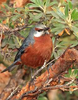 巨锥嘴雀 / Giant Conebill / Conirostrum binghami