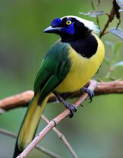 印加绿蓝鸦 / Inca Jay / Cyanocorax yncas