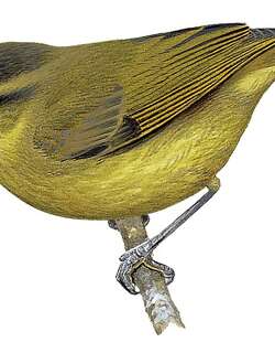 库岛柳莺 / Kolombangara Leaf Warbler / Phylloscopus amoenus