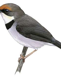 特氏孤莺 / Turner’s Eremomela / Eremomela turneri