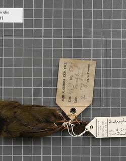 绿背鹛鸫 / Papuan Whipbird / Androphobus viridis