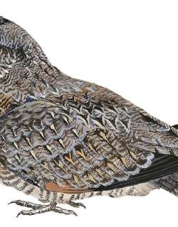 镰翅夜鹰 / Sickle-winged Nightjar / Eleothreptus anomalus